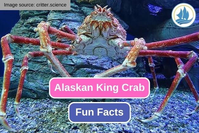 Get To Know About 10 Fun Facts of Alaskan King Crab